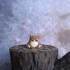 BabyOwlbear (1)