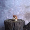 Baby Owlbear